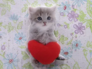 Cute Kitten with a Heart Needle Minder, Cover Minder, Magnet